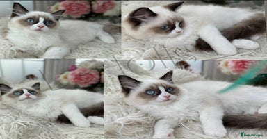 Ragdoll cats - Advert 1