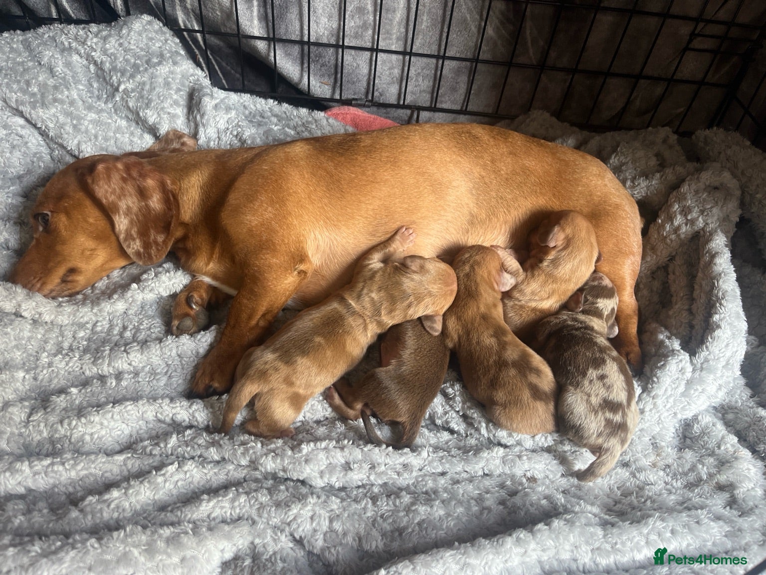 Dachshund dogs Mini dachshunds  - Advert 5