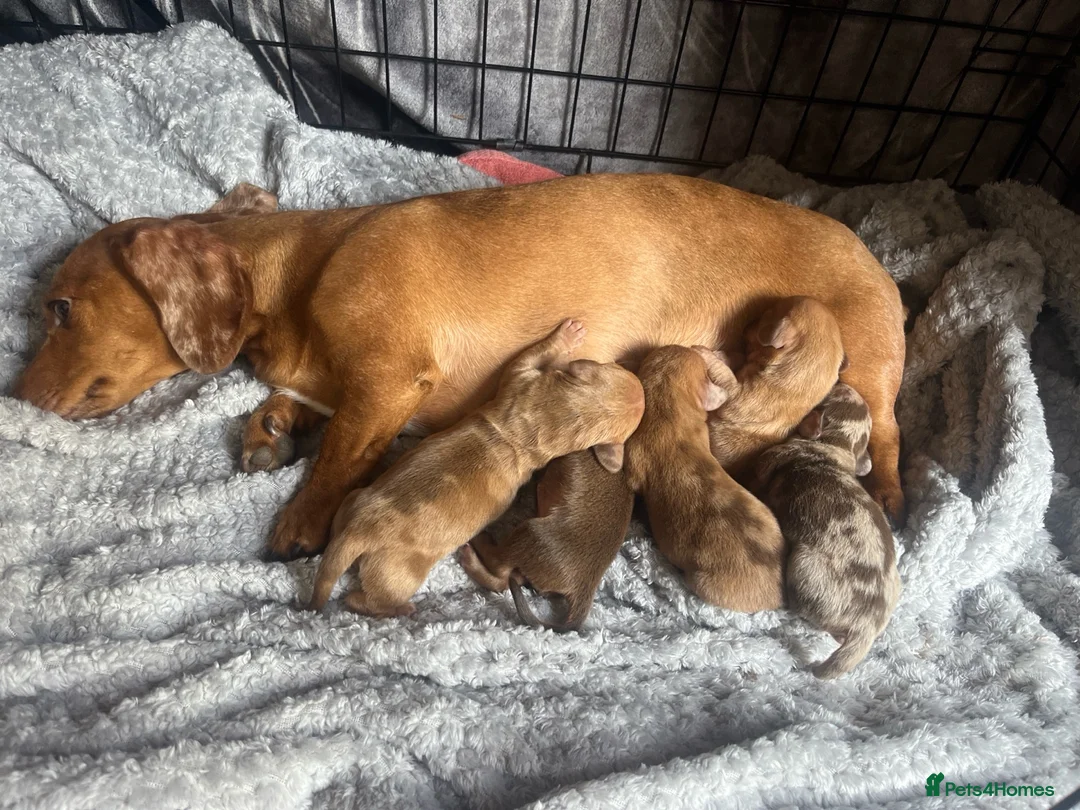 Dachshund dogs for sale: Beautiful miniature dachunds  - Advert 1