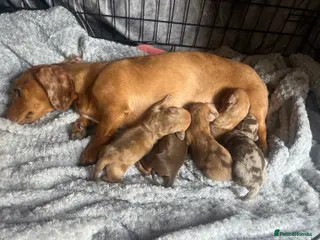 Dachshund dogs Mini dachshunds - Advert 5