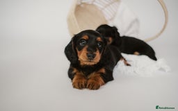 Miniature Dachshund dogs for sale: 🌿🌸🌳KC LONGHAIR MINI DACHSHUND PUPS🌳🌸🌿 - Image 27