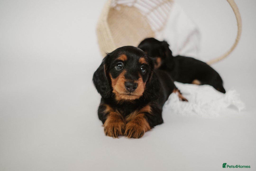Miniature Dachshund dogs for sale: 🌿🌸🌳KC LONGHAIR MINI DACHSHUND PUPS🌳🌸🌿 - Image 27