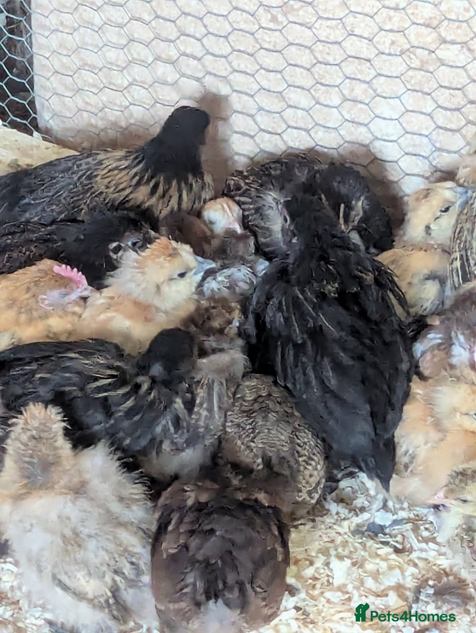 Chickens poultry for sale: A few bantams available  - Advert 1