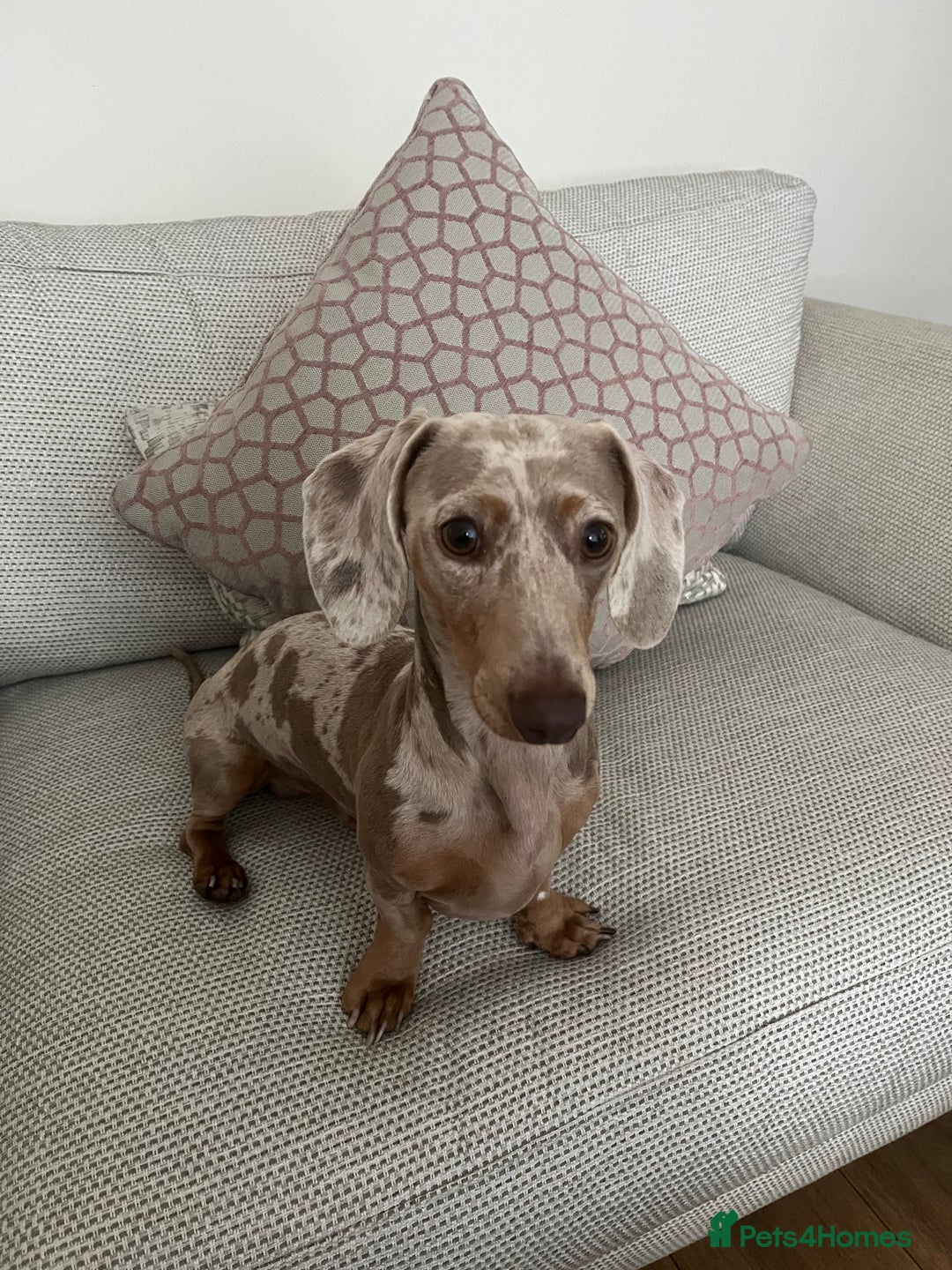 Miniature Dachshund dogs for stud: KC Reg Minature Isabella tan dachshund, For Stud  in Southampton - Advert 3