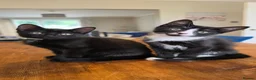 Domestic Shorthair cats for sale: Beautiful Loving Kittens, ready Now, Family Raised in Southport - Advert 2