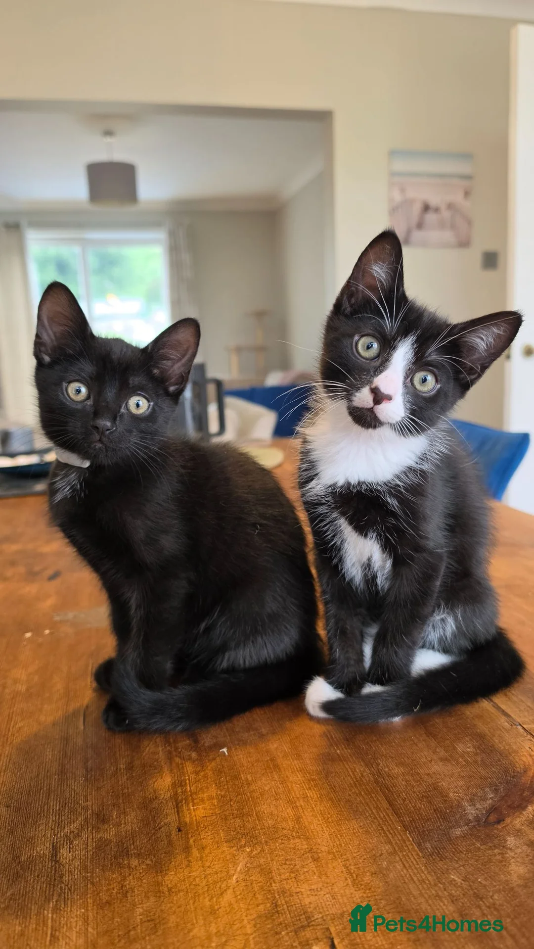 Domestic Shorthair cats for sale: Beautiful Loving Kittens, ready Now, Family Raised in Southport - Advert 2