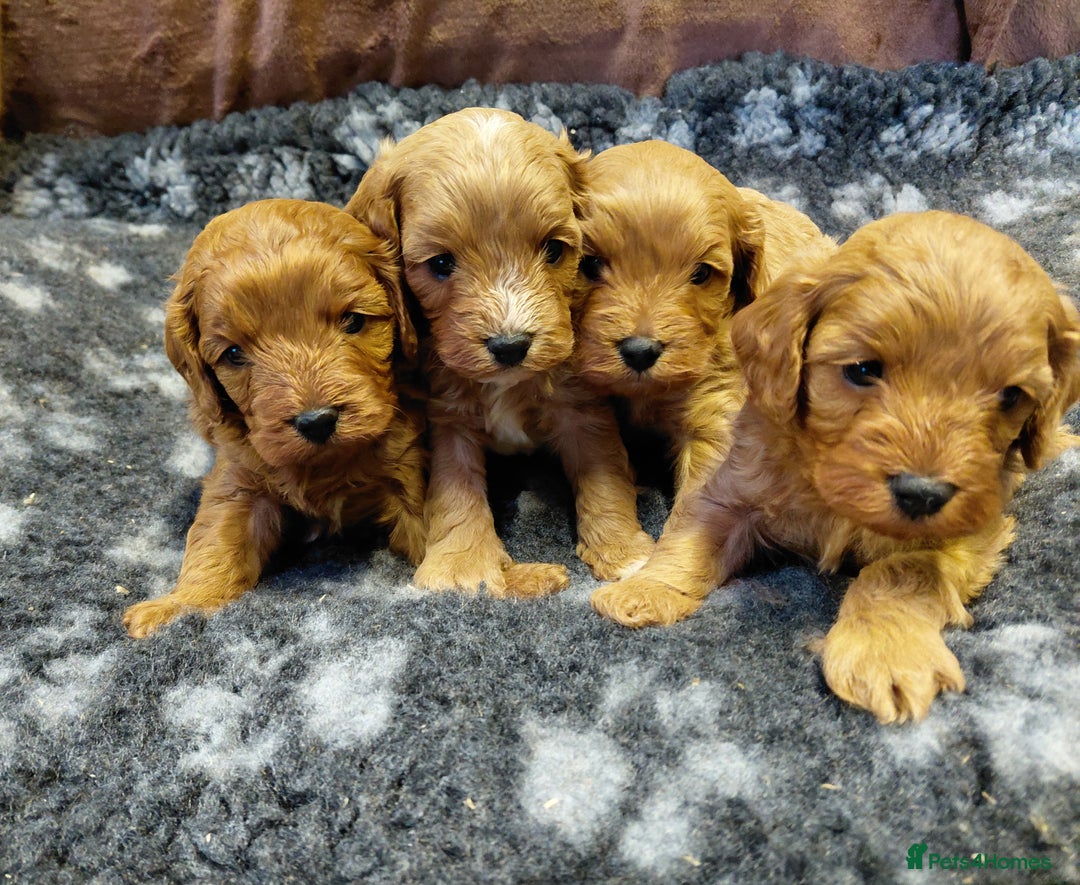 Cavapoo dogs for sale: Toy Red Cavapoos  - Advert 5