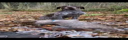 German Shorthaired Pointer dogs for sale: 1 Beautiful German Shorthaired Pointer Pup - Advert 12