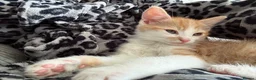 Mixed Breed cats for sale: 2 male kittens  - Advert 3