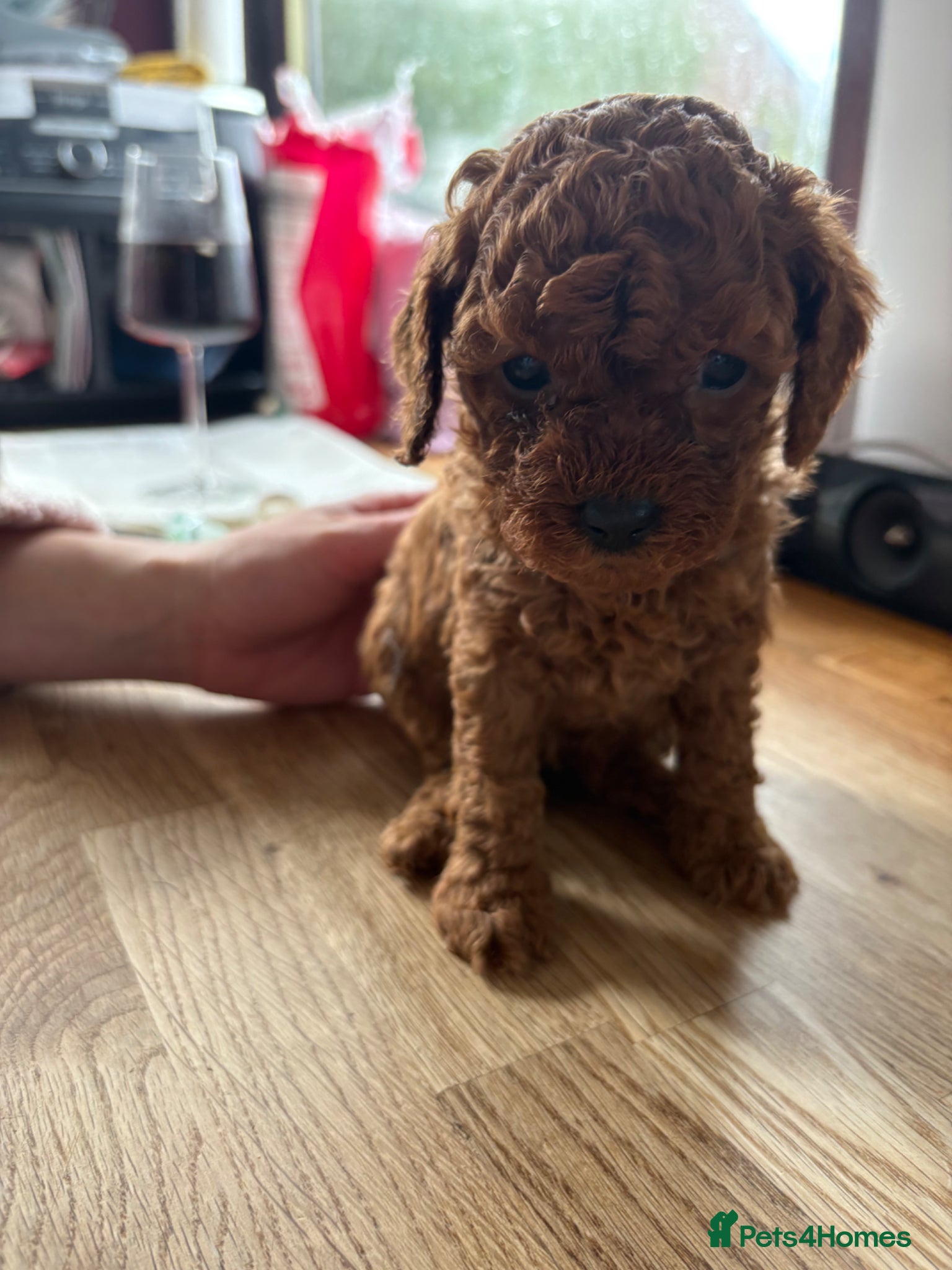 Cavapoo dogs Beautiful toy Cavapoos 3 girls 1 boys 💖💖💖💙 - Advert 1