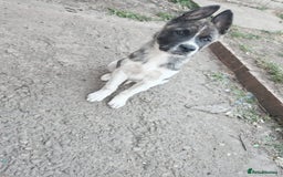 Akita dogs for sale: Akita puppy's ready now - Image 8