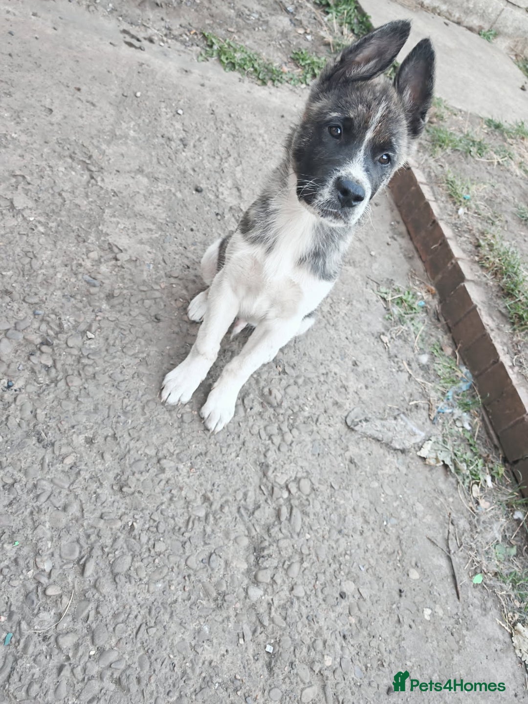 Akita dogs for sale: Akita puppy's ready now - Image 8