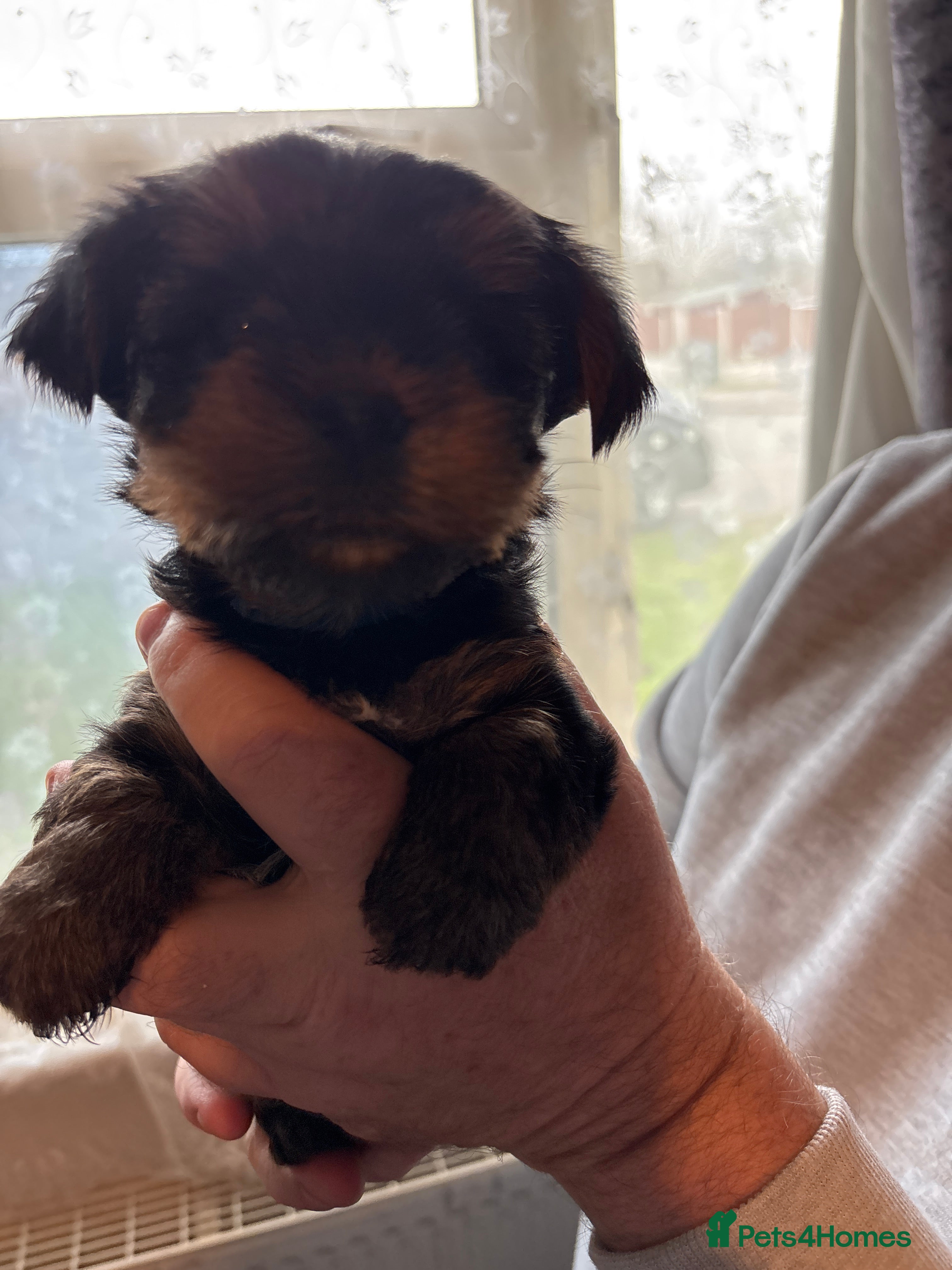 Yorkshire Terrier dogs ‼️ Litter of 5 Yorkies ‼️ - Advert 14