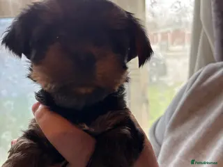 Yorkshire Terrier dogs ‼️ Litter of 5 Yorkies ‼️ - Advert 14