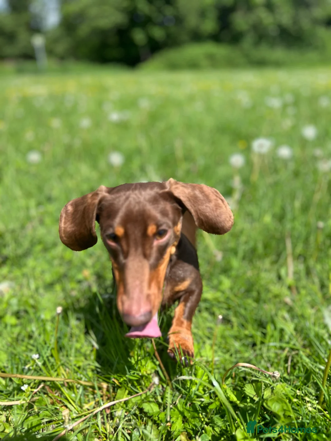 Miniature Dachshund dogs for stud: KC reg Mini smooth haired dachshund for stud in Newport - Advert 2