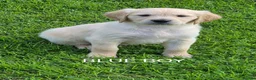 Golden Retriever dogs for sale: KC GOLDEN RETRIEVER PUPPIES  - Advert 17