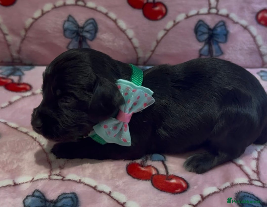 Cocker Spaniel dogs for sale: Gorgeous cocker spaniel READY TO LEAVE TODAY - Advert 7