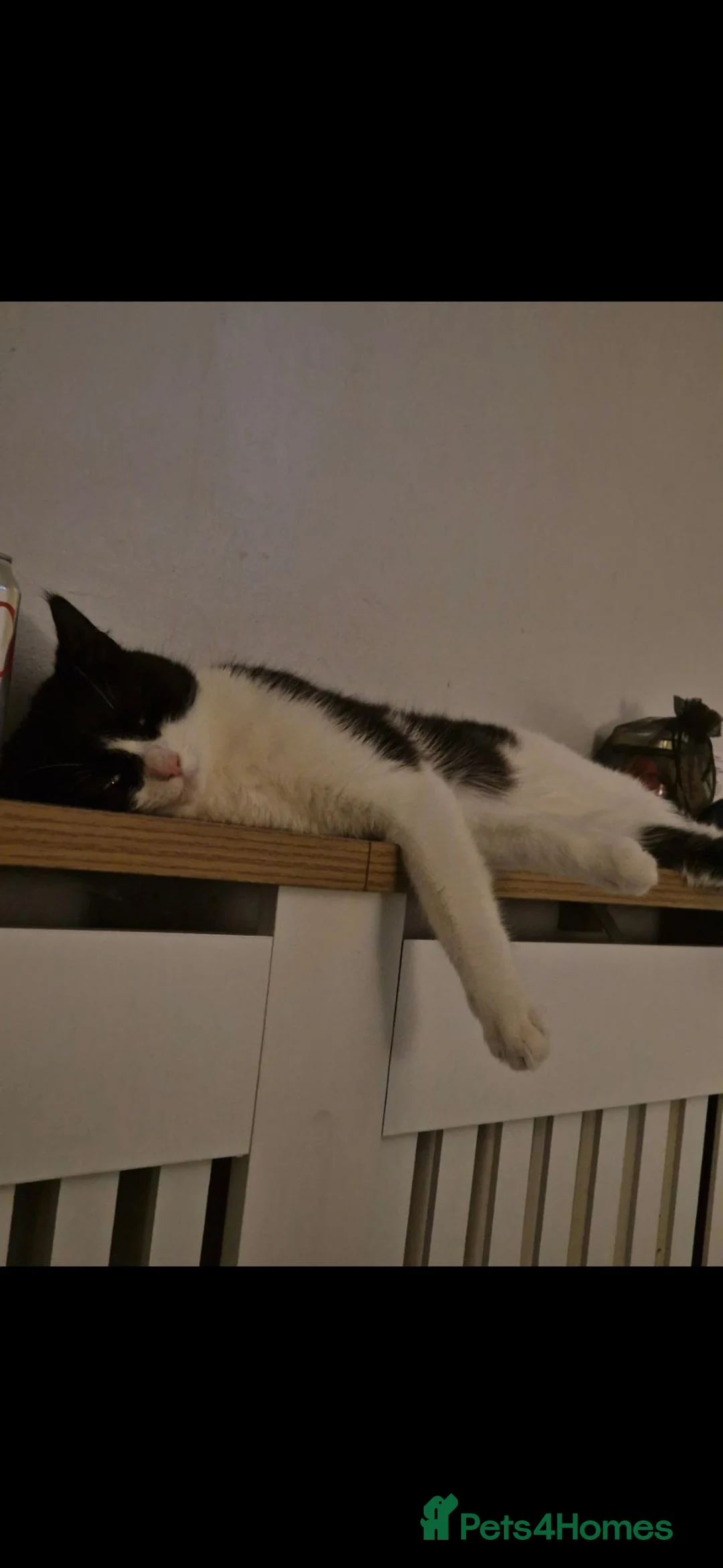 Domestic Shorthair cats for sale: Delilah for rehome - Advert 6