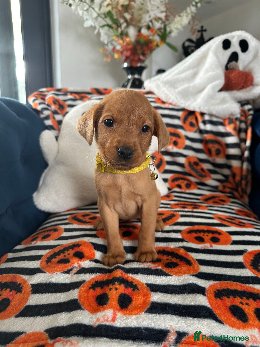Labrador Retriever dogs for sale: Beautiful fox red Labrador pups - Image 17