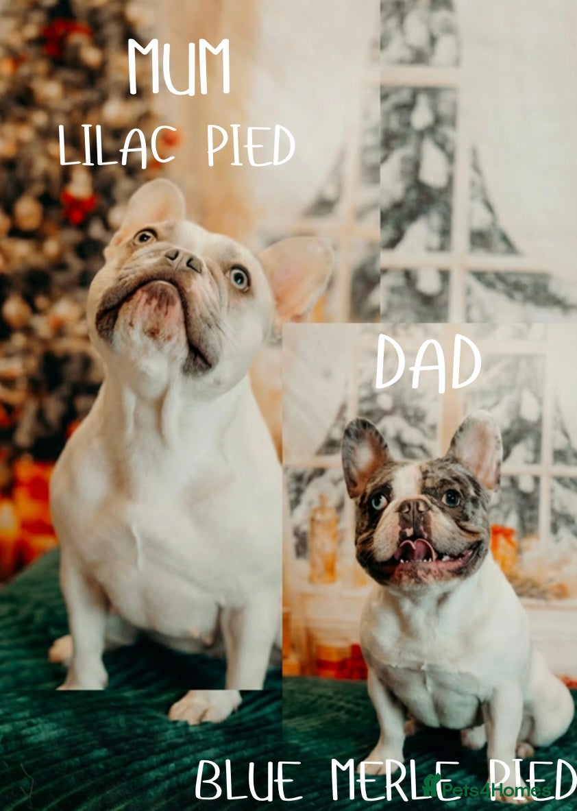 French Bulldog dogs 🐾 5⭐ DWKC Registered Puppies 🐾 - Advert 9