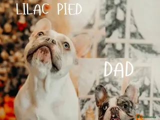 French Bulldog dogs 🐾 5⭐ DWKC Registered Puppies 🐾 - Advert 9