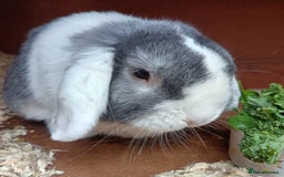 Mini Lop rabbits for sale: Mini lop boy 2 years old  - Image 2