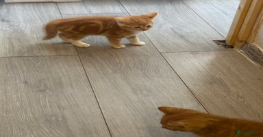 Mixed Breed cats - Advert 7