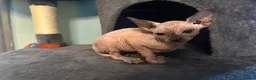 Sphynx cats for sale: Last unique split face girl with elf ears!💛 - Advert 26