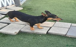 Mixed Breed dogs for adoption: Pretty Rosie is looking for love - Image 16
