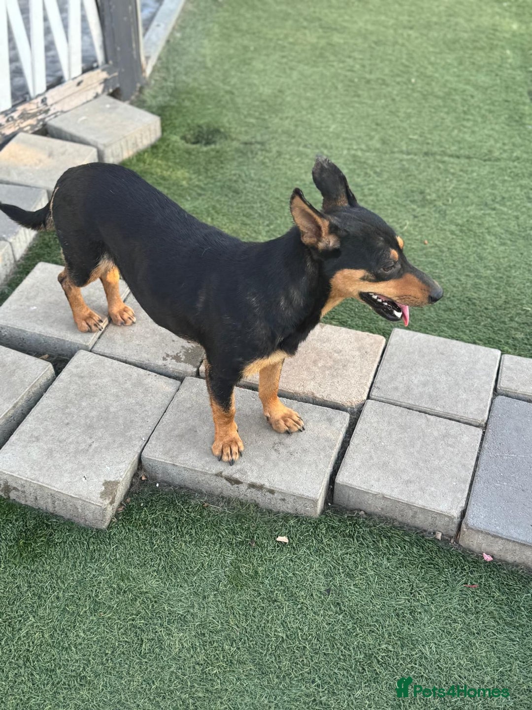 Mixed Breed dogs for adoption: Pretty Rosie is looking for love - Image 16