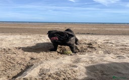 Pug dogs for sale: Platinum Adult Male Pug - Advert 7