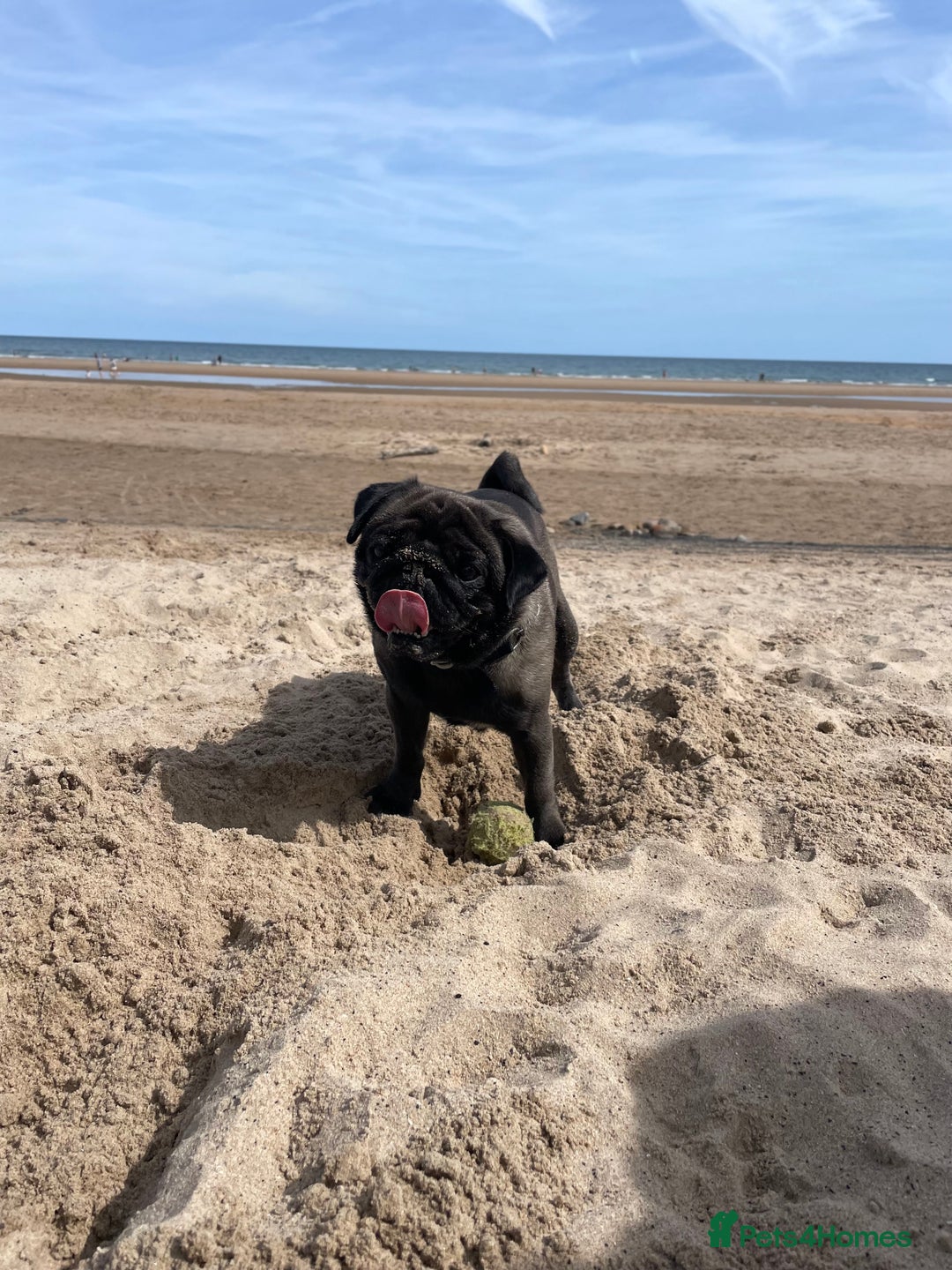 Pug dogs for sale: Platinum Adult Male Pug - Advert 7