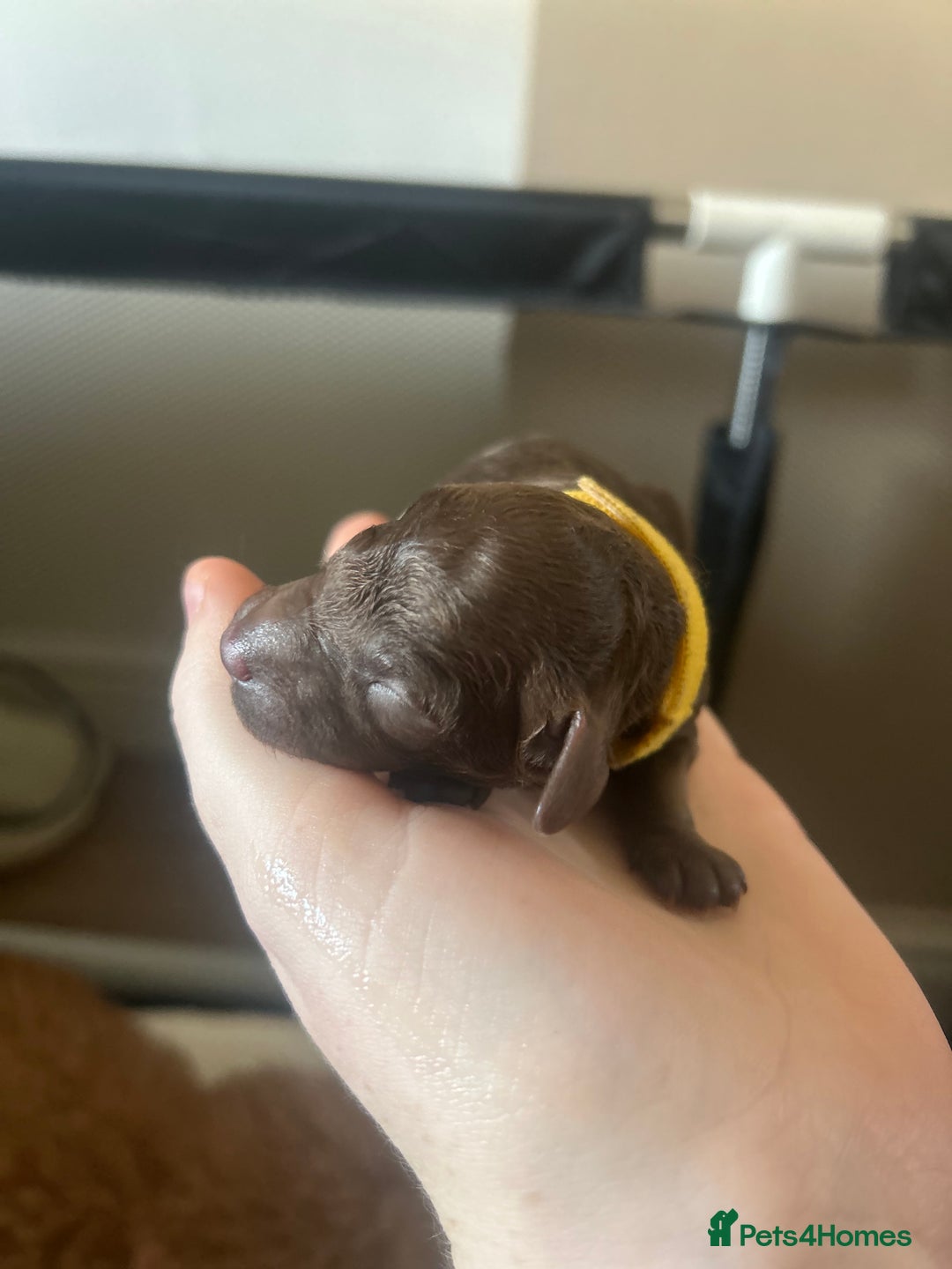Cockapoo dogs for sale: Beautiful Cockapoo pups ready 22/11/2025 - Image 8