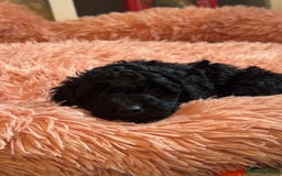 Cockapoo dogs for sale: Gorgeous F1B cockapoo  - Advert 10