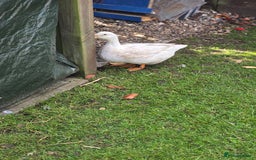 Ducks poultry for sale: Trio of Aylesbury ducks  - Image 2