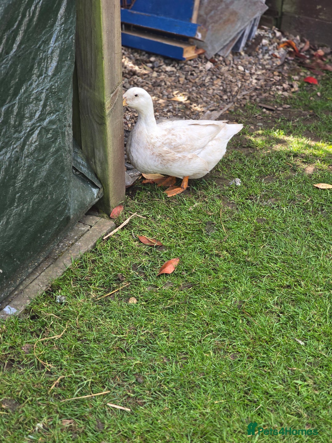 Ducks poultry for sale: Trio of Aylesbury ducks  - Image 2