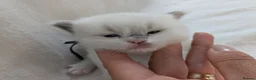 Ragdoll cats for sale: Ragdoll kittens GCCF reg.  - Advert 13