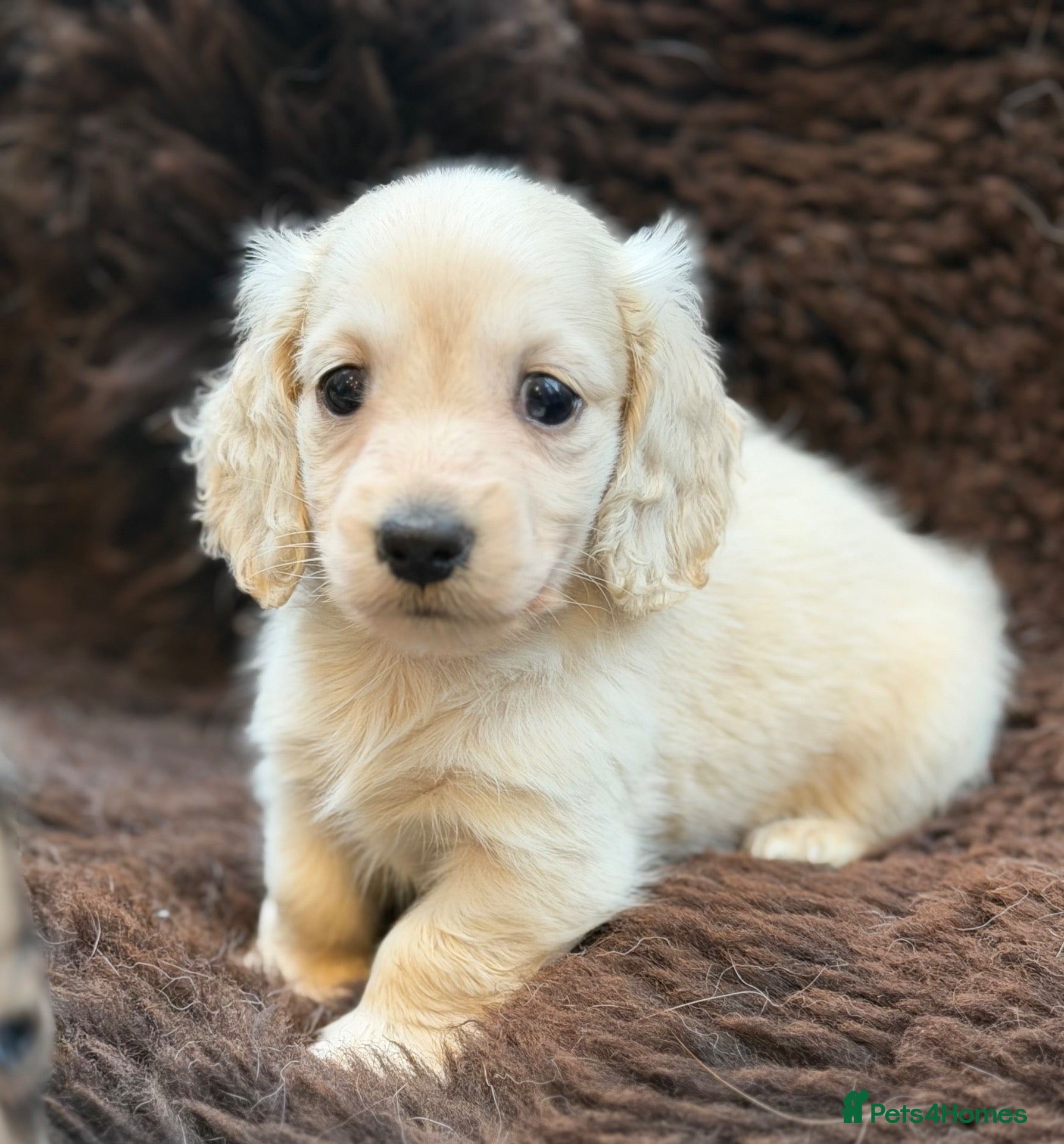 Miniature Dachshund dogs for sale: KC reg English Cream mini Dachshund puppies  - Advert 3