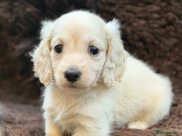 Miniature Dachshund dogs for sale: KC reg English Cream mini Dachshund puppies - Advert 3