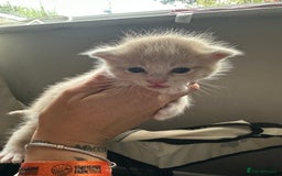 Mixed Breed cats for sale: 3 beautiful greys and a stunning cream kitten - Image 2