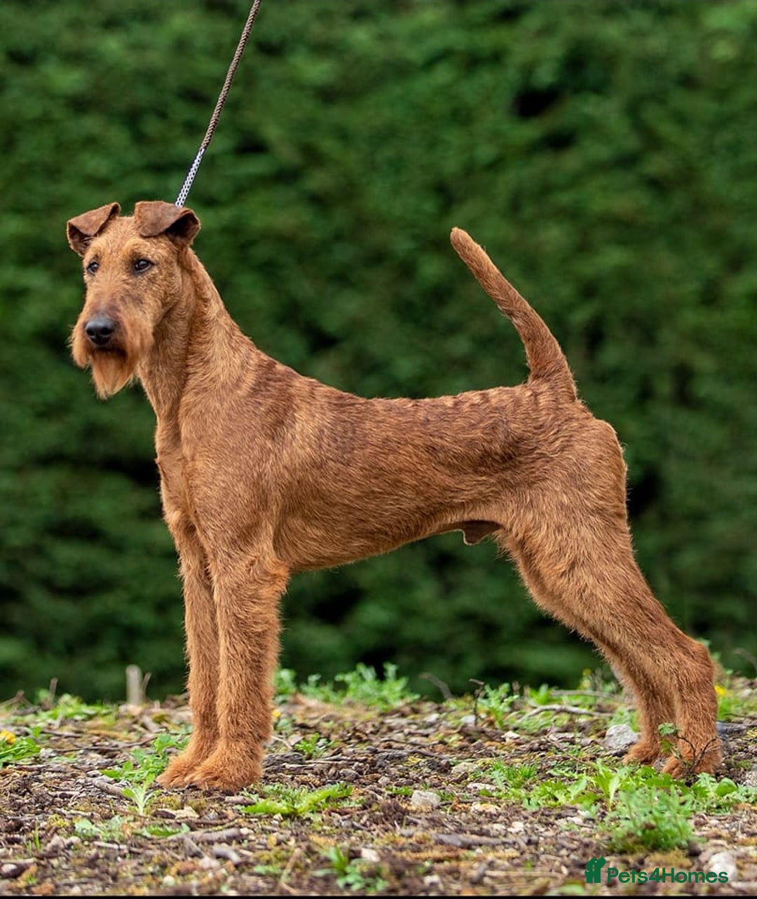 Irish Terrier dogs for sale: Beautiful Champion Lines KC Irish Terrier Puppies - Image 14