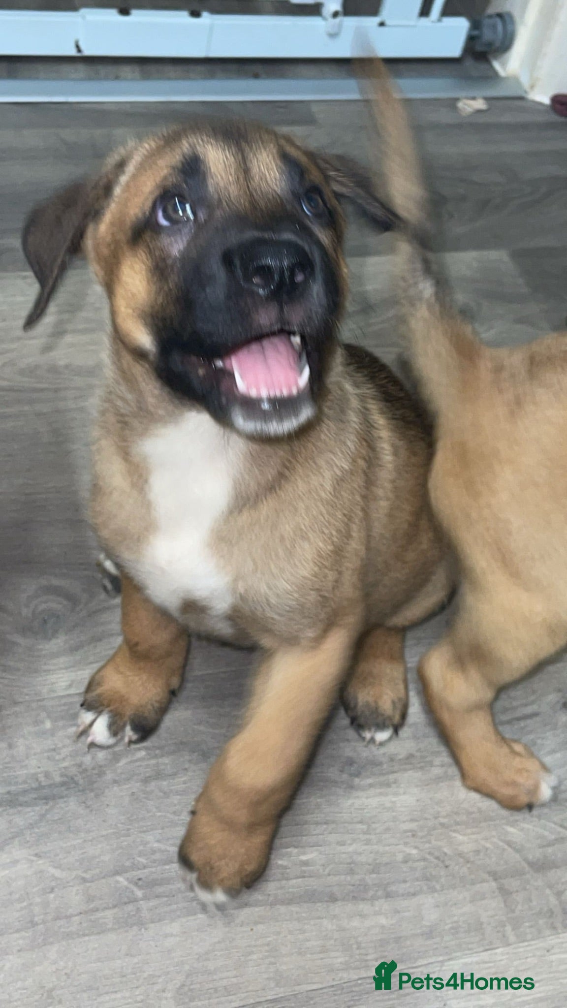 Mixed Breed dogs RDY 8 CaneCorso x Bullmastiff x BorderCollie Pups - Advert 1