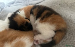 Mixed Breed cats for sale: 3 kittens for sale  - Image 3
