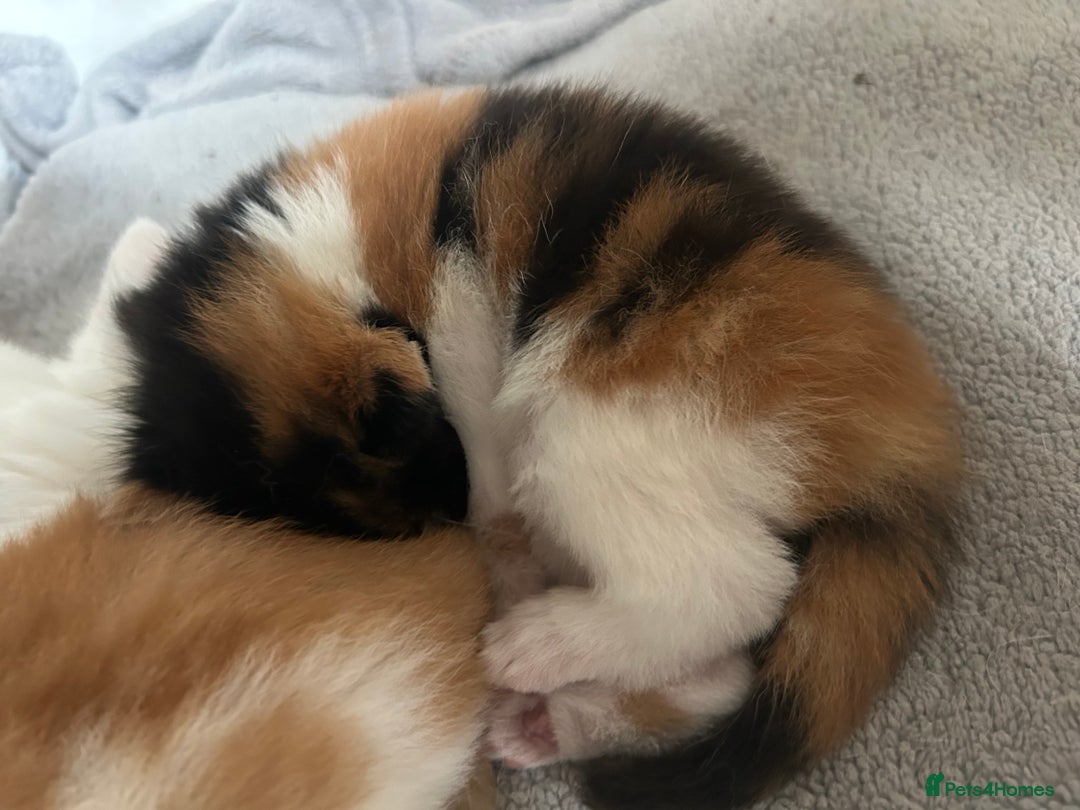 Mixed Breed cats for sale: 3 kittens for sale  - Image 3