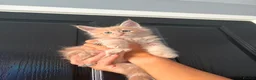 Maine Coon cats for sale: GCCF Registered Maine Coon Kittens  in Middlewich - Advert 13