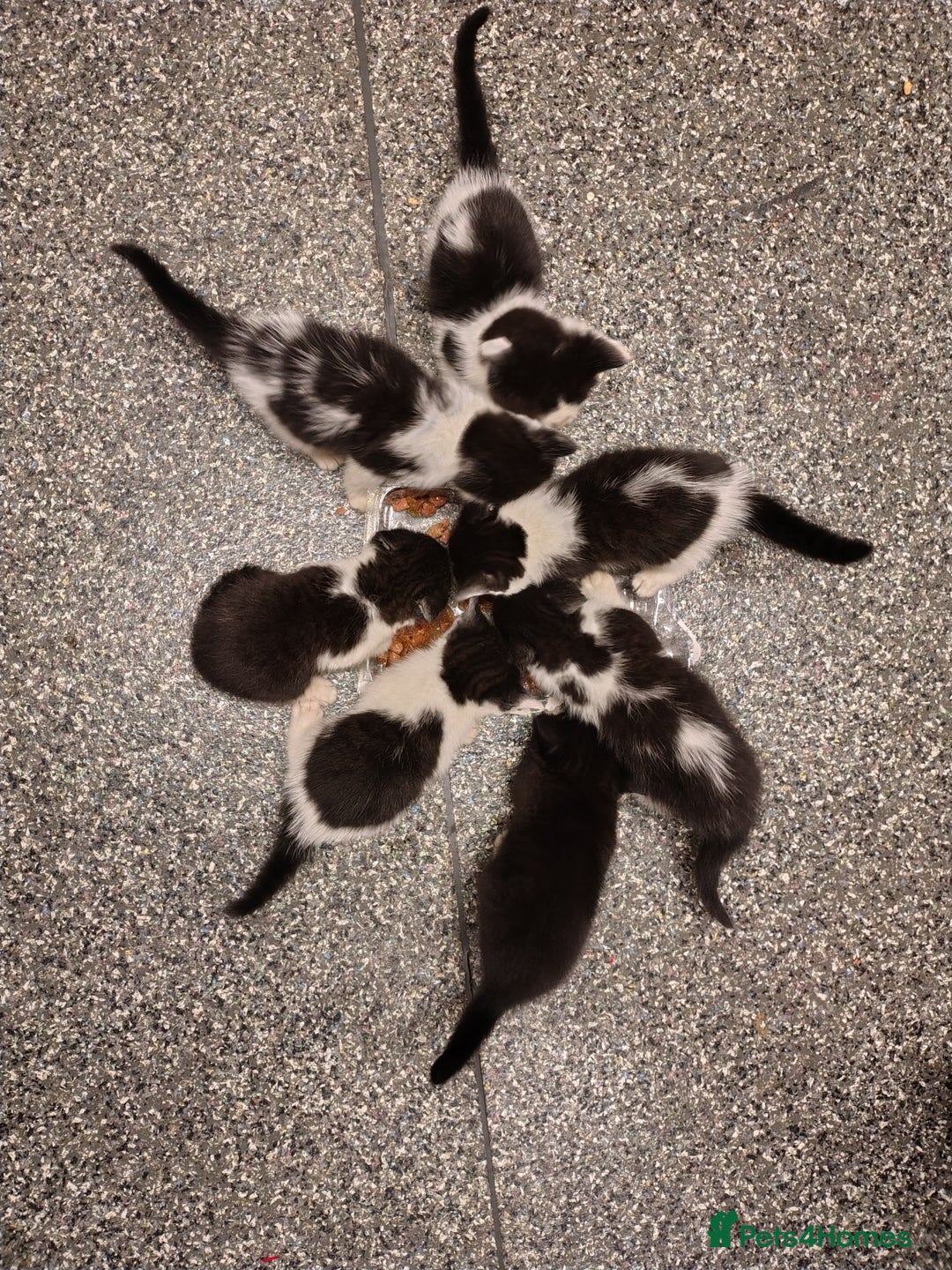 Mixed Breed cats for sale: Beautiful kittens 😻 - Image 3