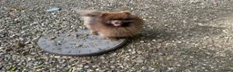 Pomeranian dogs for sale: Outstanding Russian boy  - Advert 5
