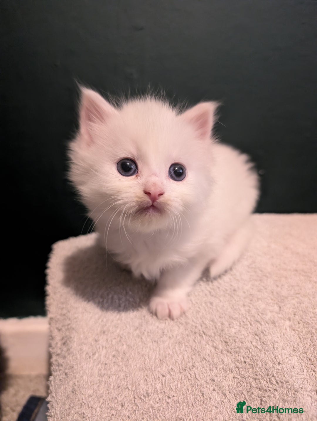 Maine Coon cats for sale: Beautiful Maine Coon kittens  - Advert 6