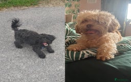 Shihpoo dogs for sale: Adorable F1B Shihpoo puppies ready NOW 🐾🐕🤍 - Image 10