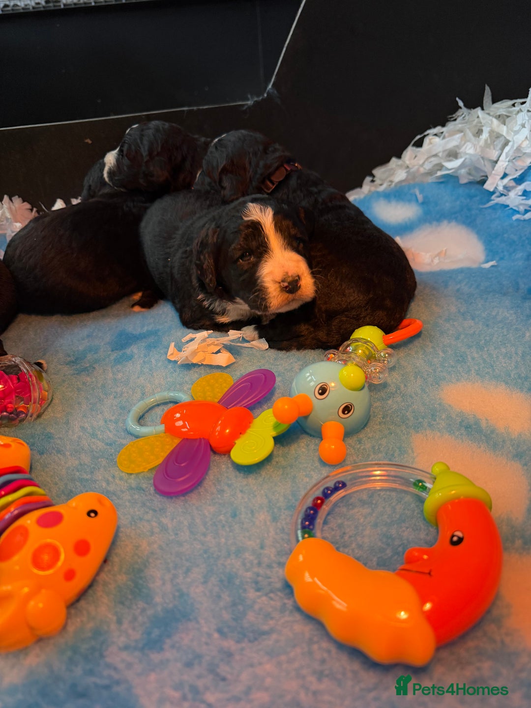 Bernedoodle dogs for sale: 💙Medium Sized Chunky Bernedoodles🩷 - Advert 9